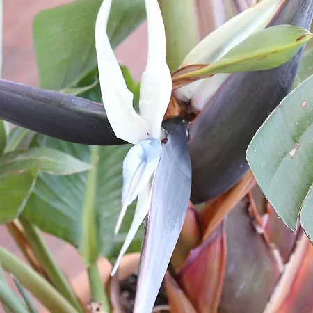 Deluxe Chillout Experience Lejlighed