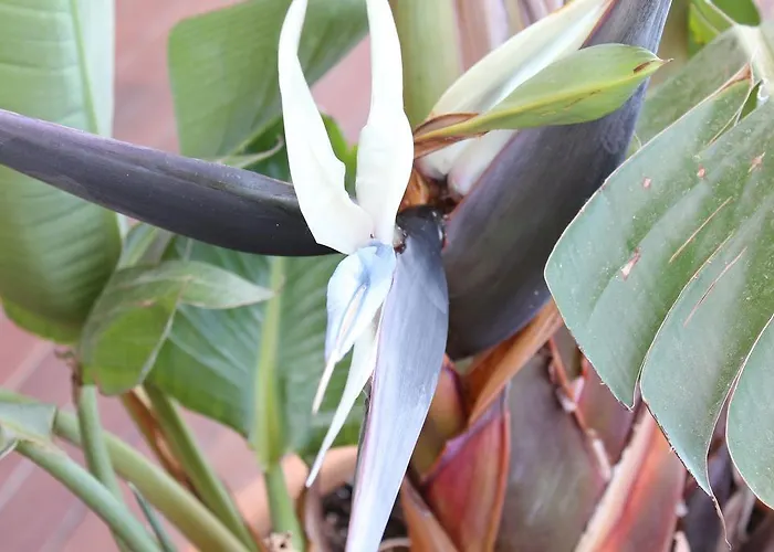 Deluxe Chillout Experience Lejlighed